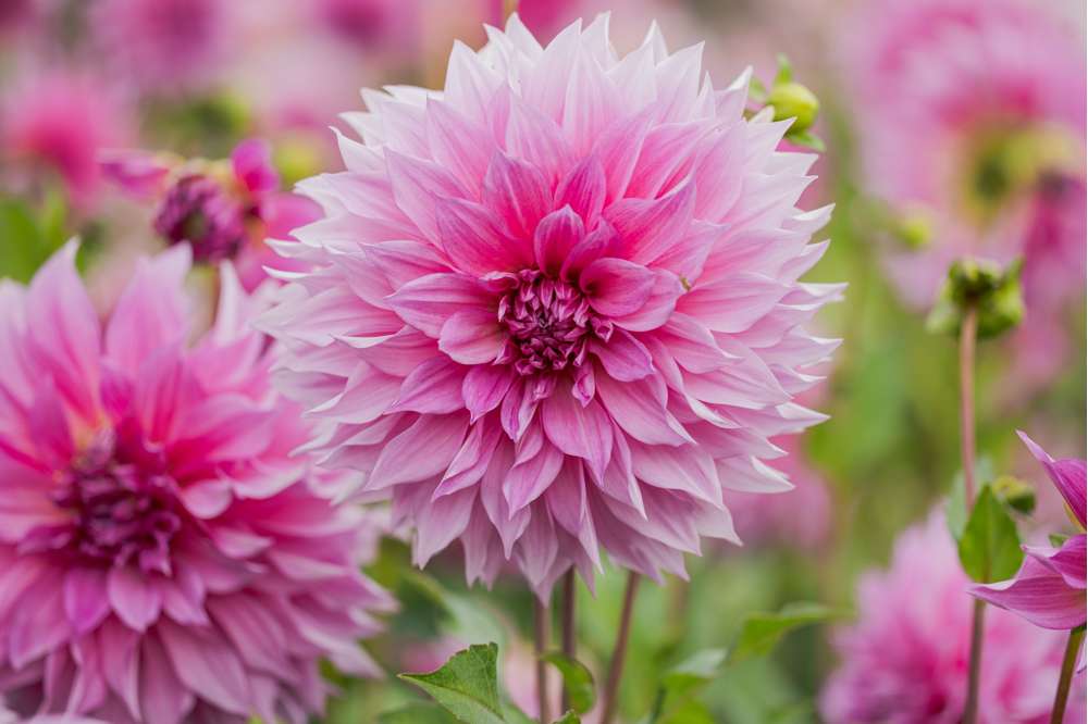 Dahlia 'Cafe au Lait Rose'